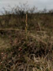 Piptatheropsis pungens