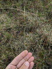 Piptatheropsis pungens