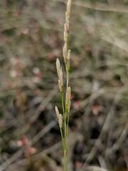 Piptatheropsis pungens