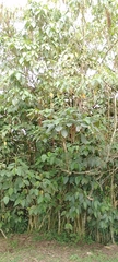 Boehmeria caudata