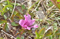 Rubus arcticus