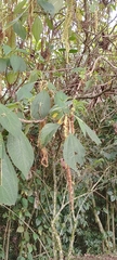 Boehmeria caudata