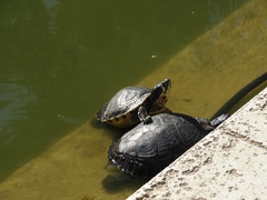 Trachemys scripta scripta