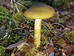 Cortinarius alienatus