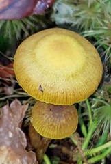 Cortinarius alienatus