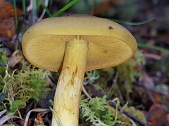 Cortinarius alienatus