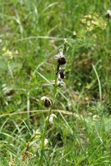 Ophrys fuciflora