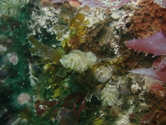 Bugulidae