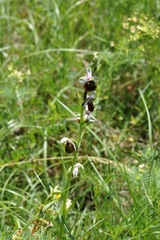 Ophrys fuciflora