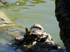 Trachemys scripta