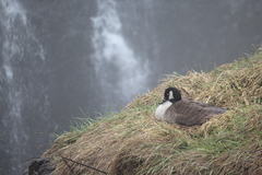 Branta canadensis