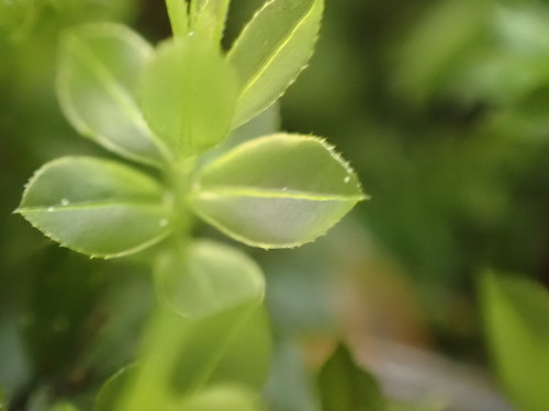 Image of Mnium spinulosum by no rights reserved