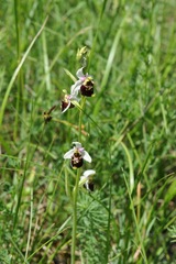 Ophrys fuciflora
