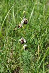 Ophrys fuciflora