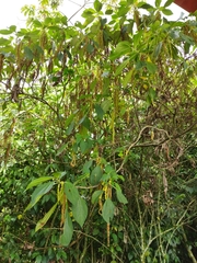 Boehmeria caudata