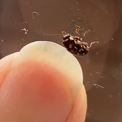 Cryptocephalus krugi