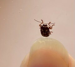 Cryptocephalus krugi