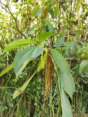 Boehmeria caudata
