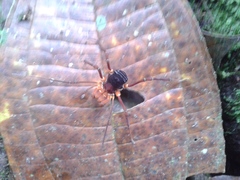 Stygnopsis