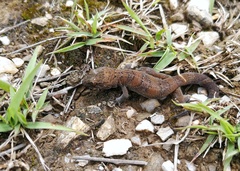 Cyrtodactylus tibetanus