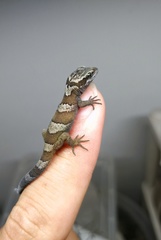 Cyrtodactylus tibetanus