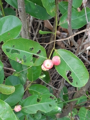 Glochidion littorale