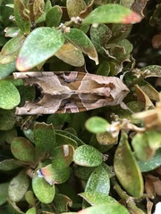 Phlogophora meticulosa