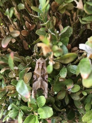 Phlogophora meticulosa