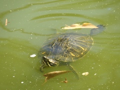 Trachemys scripta