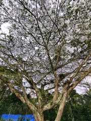 Pseudosamanea carbonaria