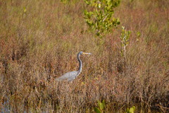 Egretta tricolor image