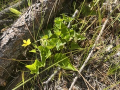 Viola lobata integrifolia