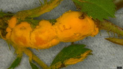 Phragmidium rosae-multiflorae