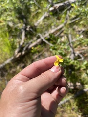 Viola lobata integrifolia
