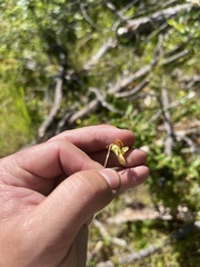 Viola lobata integrifolia