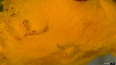 Phragmidium rosae-multiflorae