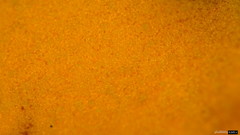 Phragmidium rosae-multiflorae