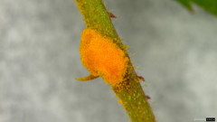 Phragmidium rosae-multiflorae