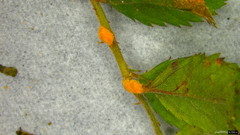 Phragmidium rosae-multiflorae