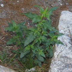 Scrophularia parviflora
