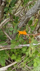 Phragmidium rosae-multiflorae