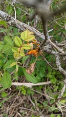 Phragmidium rosae-multiflorae