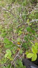 Phragmidium rosae-multiflorae