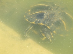 Trachemys scripta