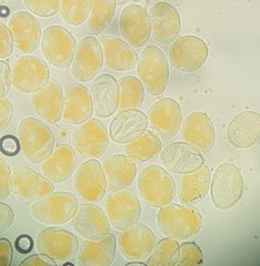 Phragmidium rosae-multiflorae