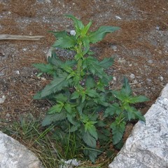 Scrophularia parviflora
