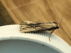 Crambodes talidiformis
