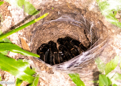 Ornithoctoninae