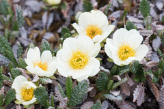 Dryas ajanensis