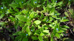 Myosotis sparsiflora